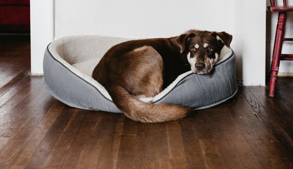 Dog Bed for DIY Pet Care