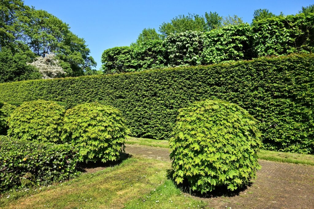 Landscaping Hedge