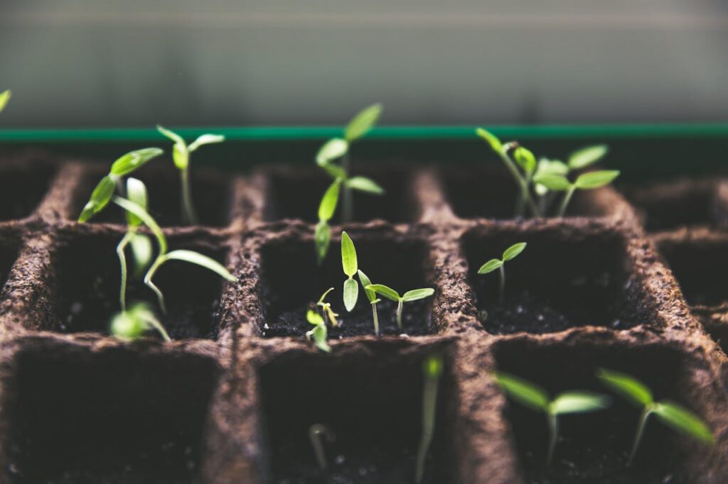 Plants for Greenhouse